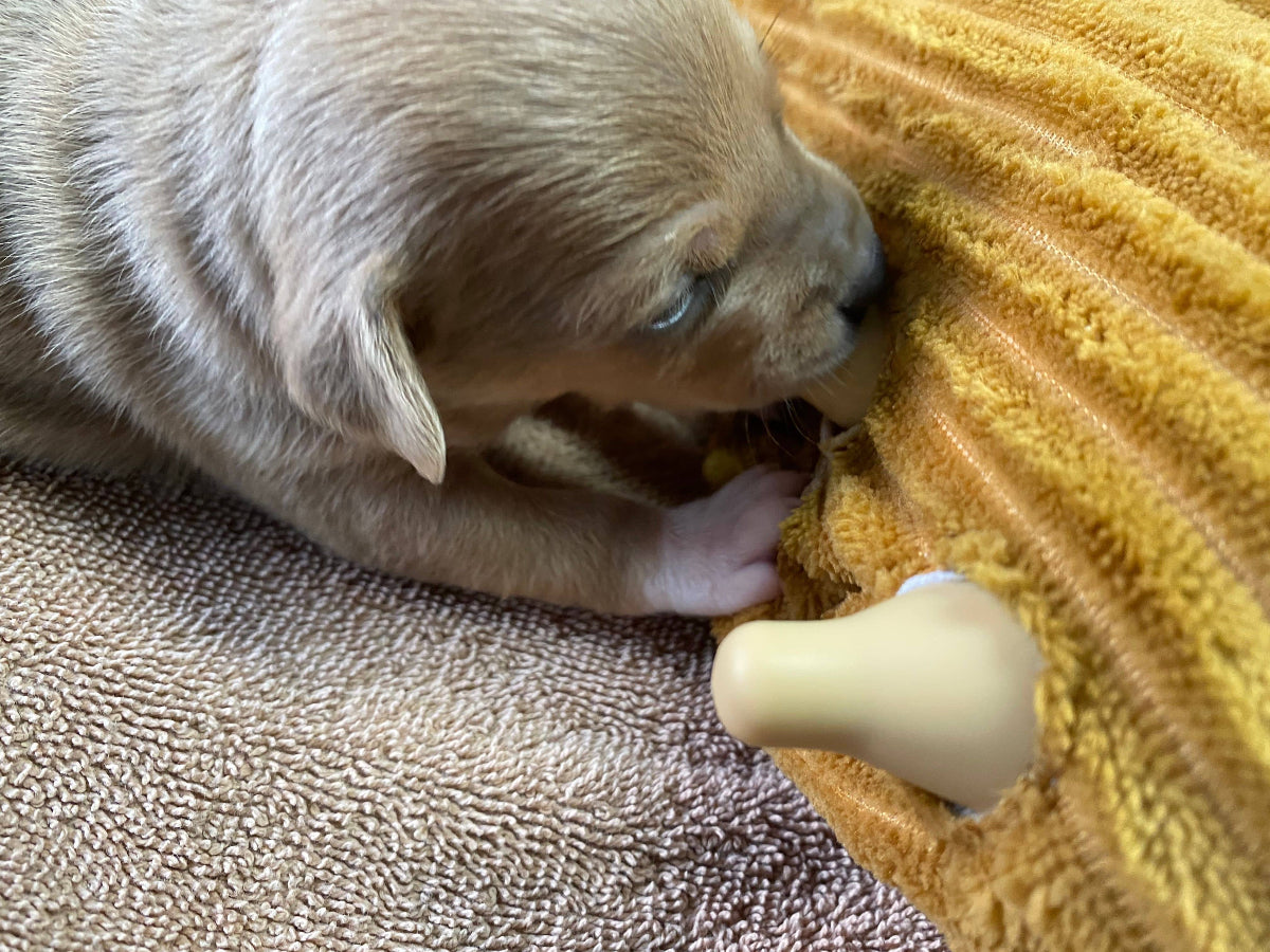 Infant puppy Feeder for Feeding Multiple Puppies at once. Perfect for Pet parents, Breeders, and Rescue Shelters
