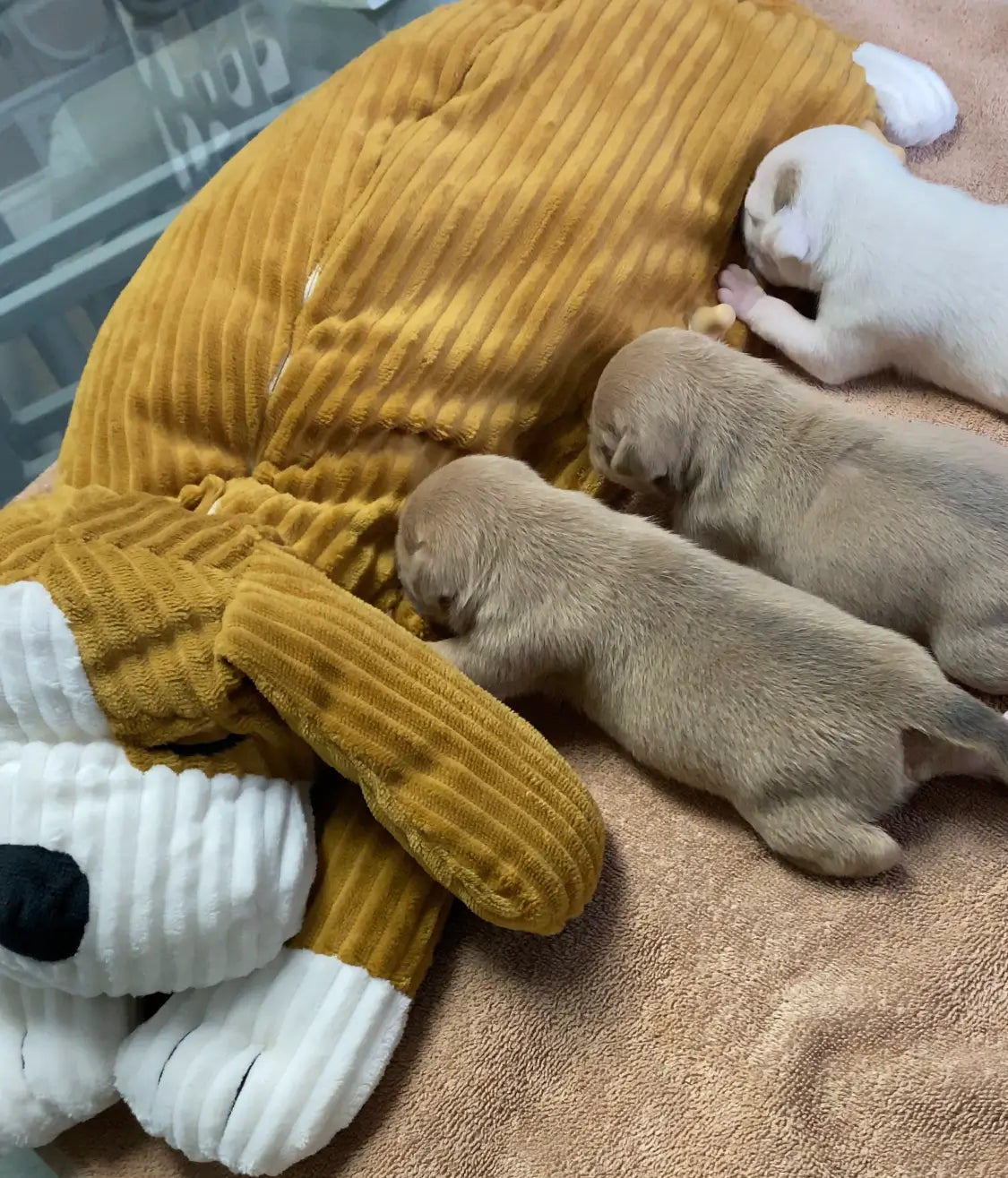 Puppy Nanny feeding multiple puppies at once. Great for Newborn litters as an alternate source for bottle feeding
